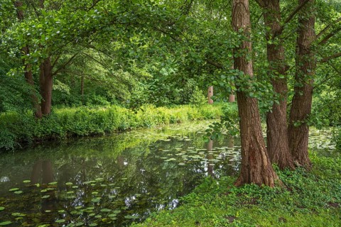 Water lilies (Nuphar lutea) on the river Ems, trees on the bank, Rheda-Wiedenbrück, Westphalia,