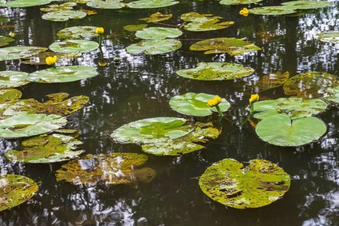 Blooming water lily (Nuphar lutea) on the river Ems, Rheda-Wiedenbrück, Westphalia, North