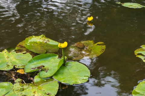 Blooming water lily (Nuphar lutea) on the river Ems, Rheda-Wiedenbrück, Westphalia, North