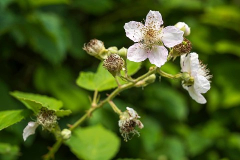 Wild blackberry (Rubus fruticosus), flower, close-up, North Rhine-Westphalia, Germany