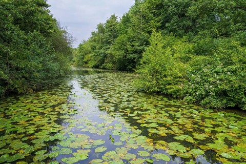 Water lilies (Nuphar lutea) on the river Ems, trees on the bank, Rheda-Wiedenbrück, Westphalia,