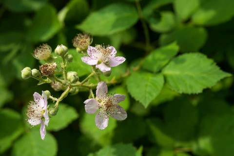 Wild blackberry (Rubus fruticosus), flower, close-up, North Rhine-Westphalia, Germany