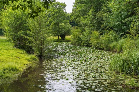 Water lilies (Nuphar lutea) on the river Ems, trees on the bank, Rheda-Wiedenbrück, Westphalia,