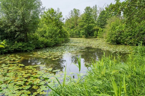 Water lilies (Nuphar lutea) on the river Ems, trees on the bank, Rheda-Wiedenbrück, Westphalia,