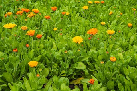 Field with marigolds (Calendula officinalis), North Rhine-Westphalia, Germany