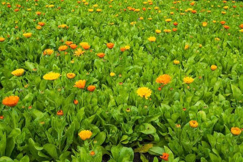 Field with marigolds (Calendula officinalis), North Rhine-Westphalia, Germany