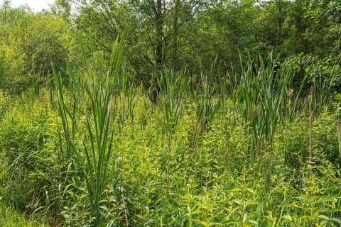 Reed grass, Erlenbruchwald nature reserve, Rheda-Wiedenbrück, Westphalia, North Rhine-Westphalia,