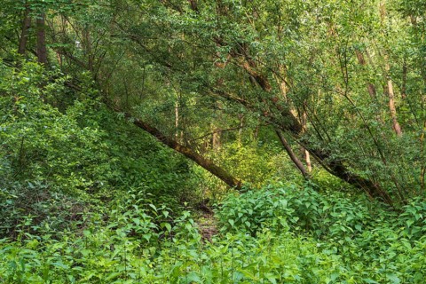 Trees and plants in the Erlenbruchwald nature reserve, Rheda-Wiedenbrück, Westphalia, North