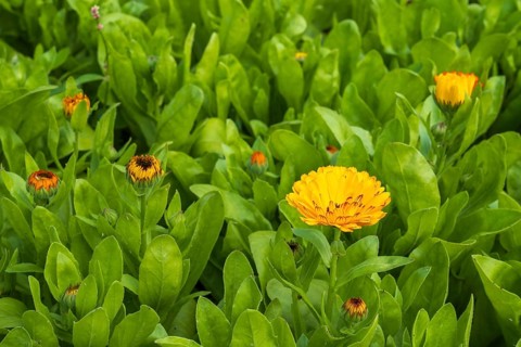 Field with marigolds (Calendula officinalis), North Rhine-Westphalia, Germany