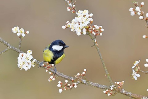 Great tit (Parus major), sitting on a blossoming branch of a cherry tree, spring, wildlife,