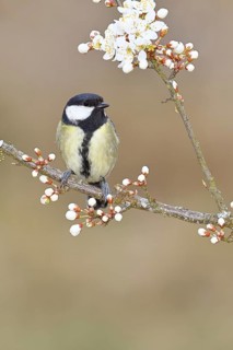 Great tit (Parus major), sitting on a blossoming branch of a cherry tree, spring, wildlife,