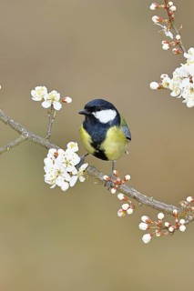 Great tit (Parus major), sitting on a blossoming branch of a cherry tree, spring, wildlife,