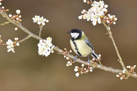 Great tit (Parus major), sitting on a blossoming branch of a cherry tree, spring, wildlife,