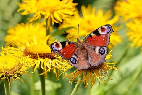 Peacock butterfly (Aglais io), on a yellow flower of a Great Telekie (Telekia speciosa), Wilnsdorf,