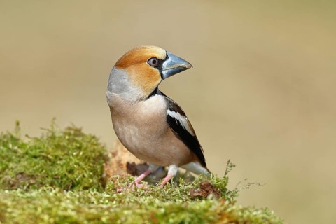 Hawfinch (Coccothraustes coccothraustes), male, sitting on a moss-covered tree stump, wildlife,