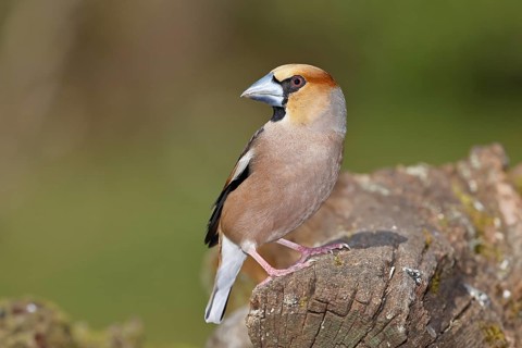 Hawfinch (Coccothraustes coccothraustes), male, sitting on dead wood, wildlife, colourful plumage,