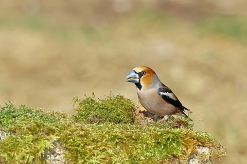 Hawfinch (Coccothraustes coccothraustes), male, sitting on a moss-covered tree stump, wildlife,