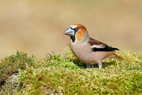 Hawfinch (Coccothraustes coccothraustes), male, sitting on a moss-covered tree stump, wildlife,