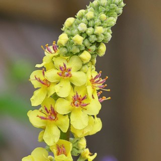 Dark mullein (Verbascum nigrum), flowers, inflorescence, in a natural garden, close-up, Wilnsdorf,