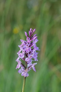 Moorland spotted orchid (Dactylorhiza maculata), inflorescence, close-up, Wilnsdorf, North