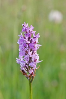 Moorland spotted orchid (Dactylorhiza maculata), inflorescence, close-up, Wilnsdorf, North