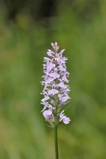 Moorland spotted orchid (Dactylorhiza maculata), inflorescence, close-up, Wilnsdorf, North