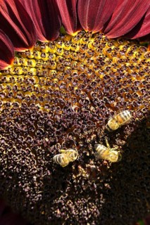 Red sunflower with bees, July, Germany