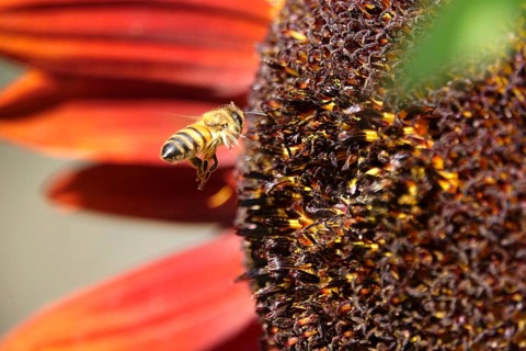 Red sunflower with bee in flight, July, Germany