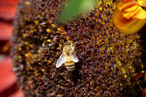 Red sunflower with bee, July, Germany