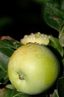 Apple on an apple tree with water drops, Germany