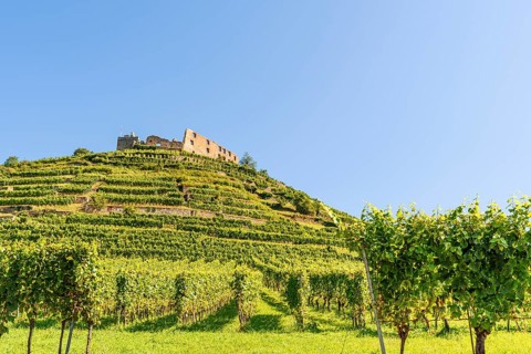 The ruins of Staufen Castle tower over the vineyard terraces, Staufen im Breisgau,