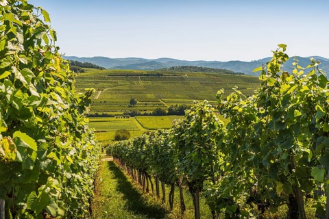 Panoramic view of the vineyards of the Kaiserstuhl, Baden-Württemberg, Germany