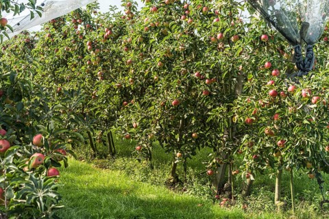Apple orchard with ripe, red apples (Malus domestica), protected by a hail net, Canton Thurgau,