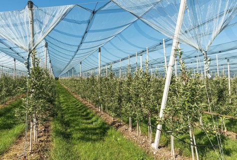 Apple orchard, protected by a hail net, Kressbronn am Lake Constance, Baden-Württemberg, Germany