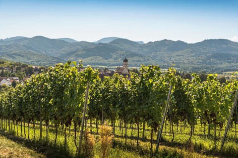 Vineyards with a view of the village of Kirchhofen, Kaiserstuhl, Baden-Württemberg, Germany