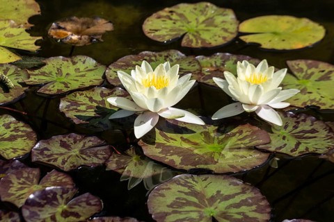 Water lily (Nymphaea Marliacea Chromatella), Emsland, Lower Saxony, Germany