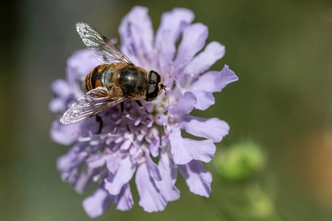 Tapered Dronefly (Eristalis pertinax), Emsland, Lower Saxony, Germany