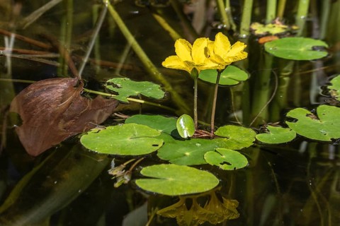 Water fringe (Nymphoides peltata), Emsland, Lower Saxony, Germany