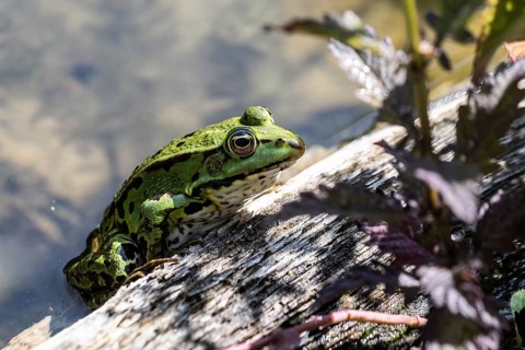 Edible Frog (Rana esculenta), Emsland, Lower Saxony, Germany