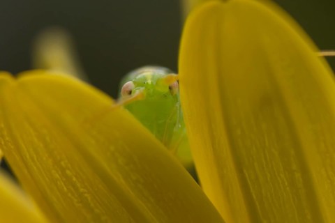 Oak bush cricket (Meconema thalassinum) adult insect on a garden yellow flower in summer, England,