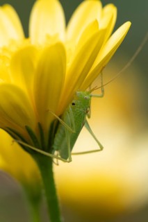 Oak bush cricket (Meconema thalassinum) adult insect on a garden yellow flower in summer, England,