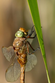Norfolk hawker dragonfly (Aeshna isoceles) adult insect resting on a reed plant stem in summer,