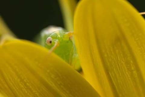 Oak bush cricket (Meconema thalassinum) adult insect on a garden yellow flower in summer, England,