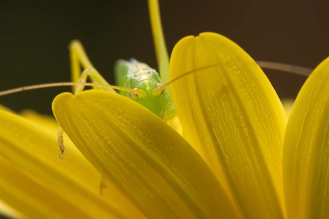 Oak bush cricket (Meconema thalassinum) adult insect on a garden yellow flower in summer, England,