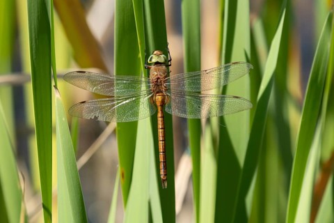 Norfolk hawker dragonfly (Aeshna isoceles) adult insect resting on a reed plant stem in summer,