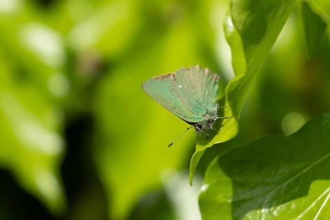 Green hairstreak butterfly (Callophrys rubi) adult insect resting on an ivy tree leaf in summer,