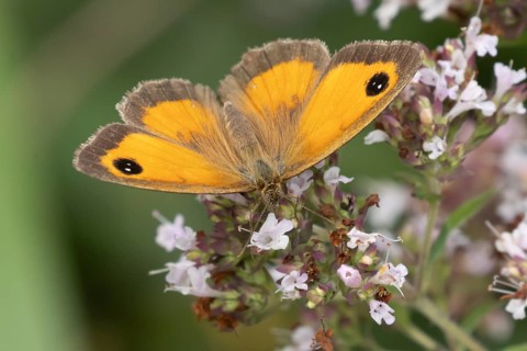Gatekeeper butterfly (Pyronia tithonus) adult insect feeding on garden wild marjoram or oregano