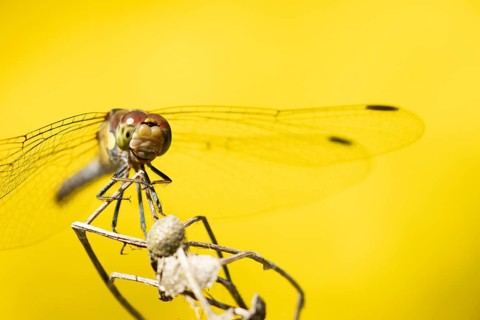Common darter dragonfly (Sympetrum striolatum) adult insect resting on a plant seed head in summer,