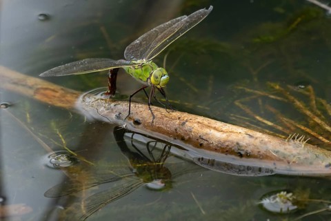 Emperor dragonfly (Anax imperator) adult female insect laying eggs or oviposition in a pond in