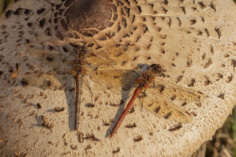 Common darter dragonfly (Sympetrum striolatum) two adult insects resting on a Parasol mushroom in
